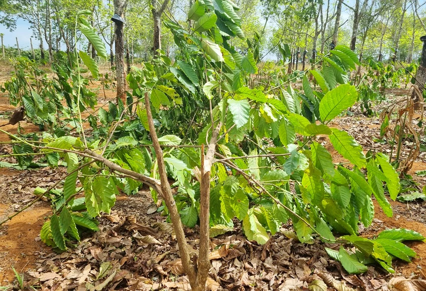 Những cây cà phê bị chặt ngang gốc. Ảnh: TA. Những cây cà phê bị chặt ngang gốc. Ảnh: TA.