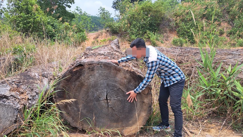 Gỗ tại hiện trường để 10 năm chưa xử lý. Ảnh: LT. Gỗ tại hiện trường để 10 năm chưa xử lý. Ảnh: LT.
