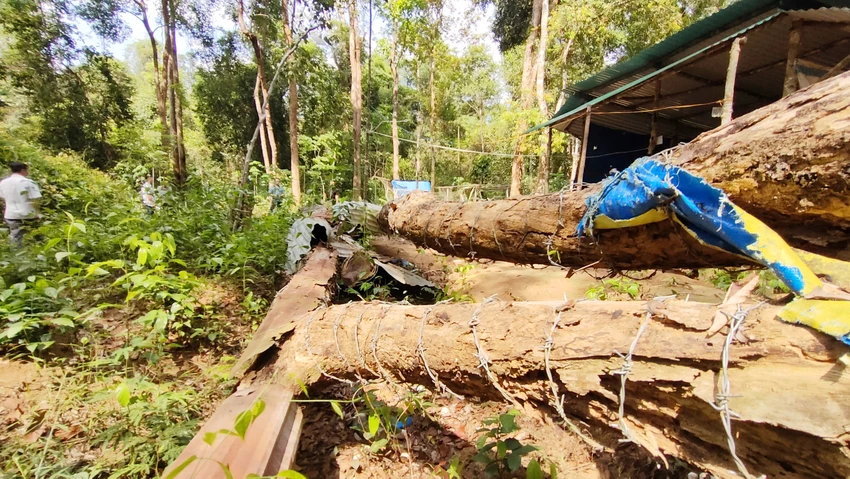 Cây gỗ trắc ngã đổ, rào kẽm gai để phòng trộm. Ảnh: LK. Cây gỗ trắc ngã đổ, rào kẽm gai để phòng trộm. Ảnh: LK.