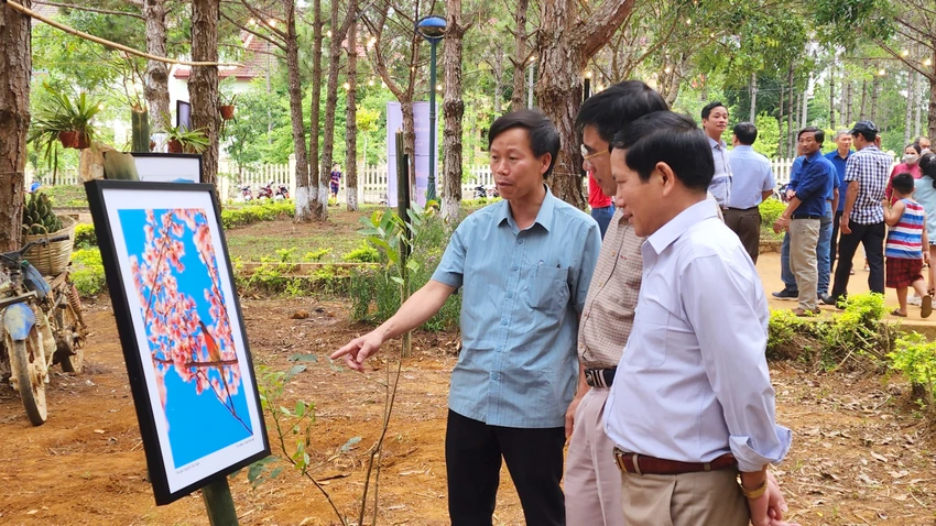 Ảnh đẹp về hoa đào đặc trưng Măng Đen. Ảnh đẹp về hoa đào đặc trưng Măng Đen.