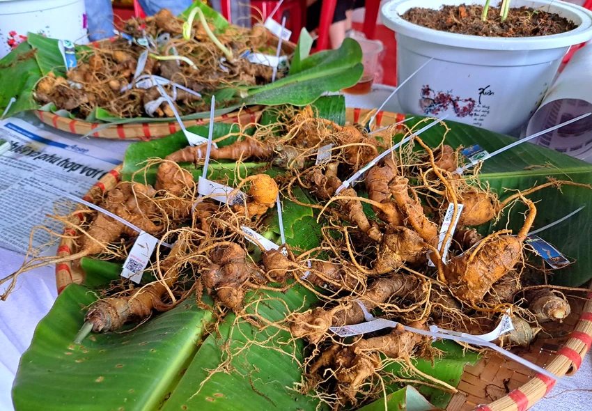 Củ sâm Ngọc Linh. Củ sâm Ngọc Linh.