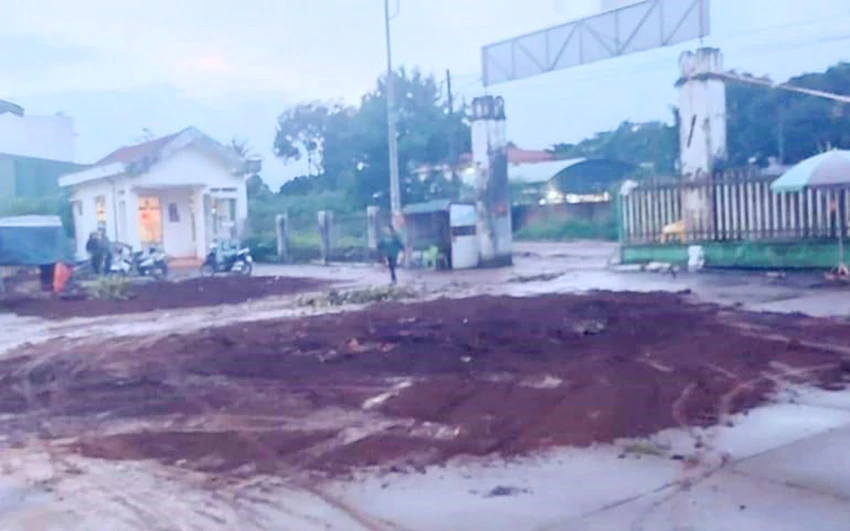 Cây đã được di dời đưa về nhà thờ làng Ea Lũh tối qua 12-9. Cây đã được di dời đưa về nhà thờ làng Ea Lũh tối qua 12-9.