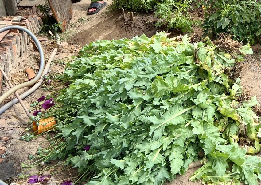 Phát hiện một hộ dân Kbang trồng cây thuốc phiện