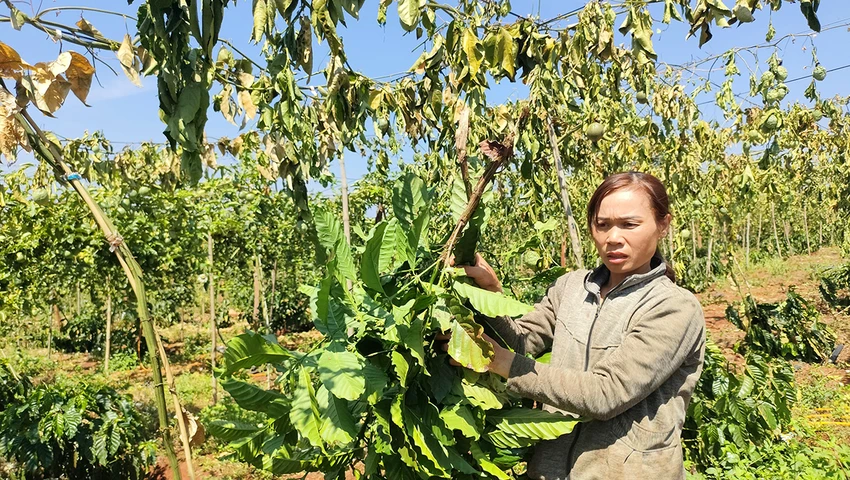Hủy hoại nông sản chặt phá ở Chư Sê