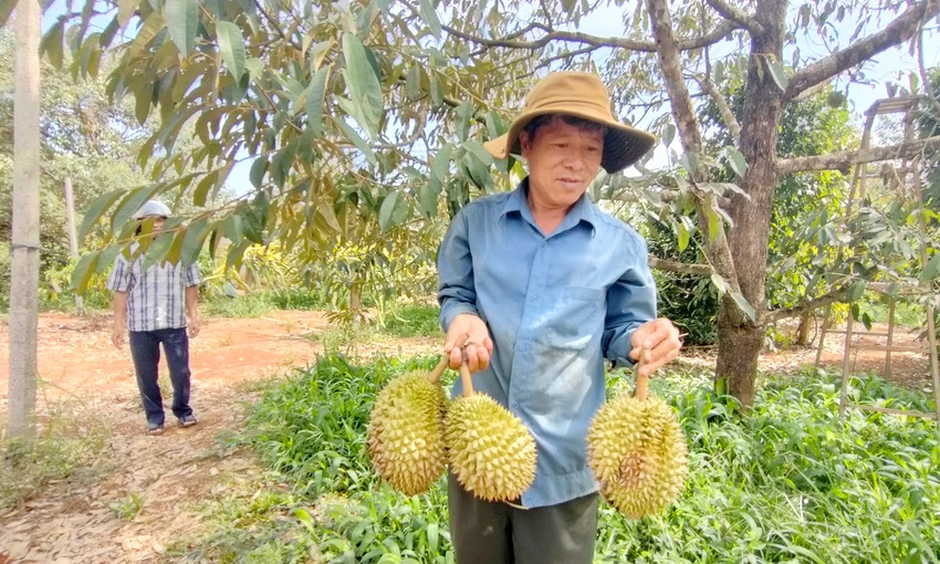 Sầu riêng Gia Lai rụng quả hàng laotj do sốc nhiệt