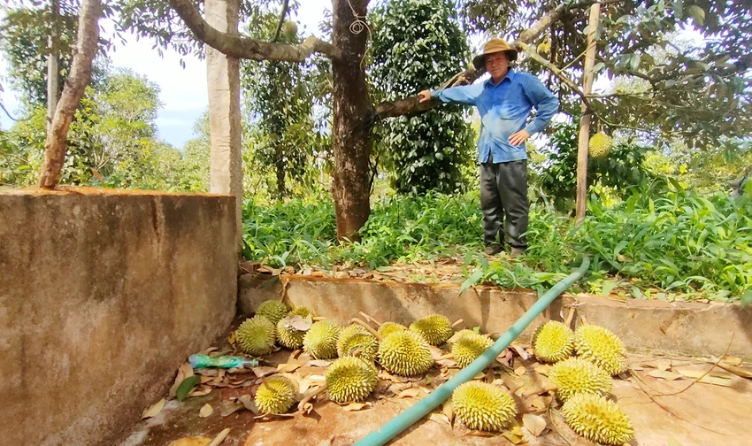 Sầu riêng Gia Lai rụng quả hàng laotj do sốc nhiệt