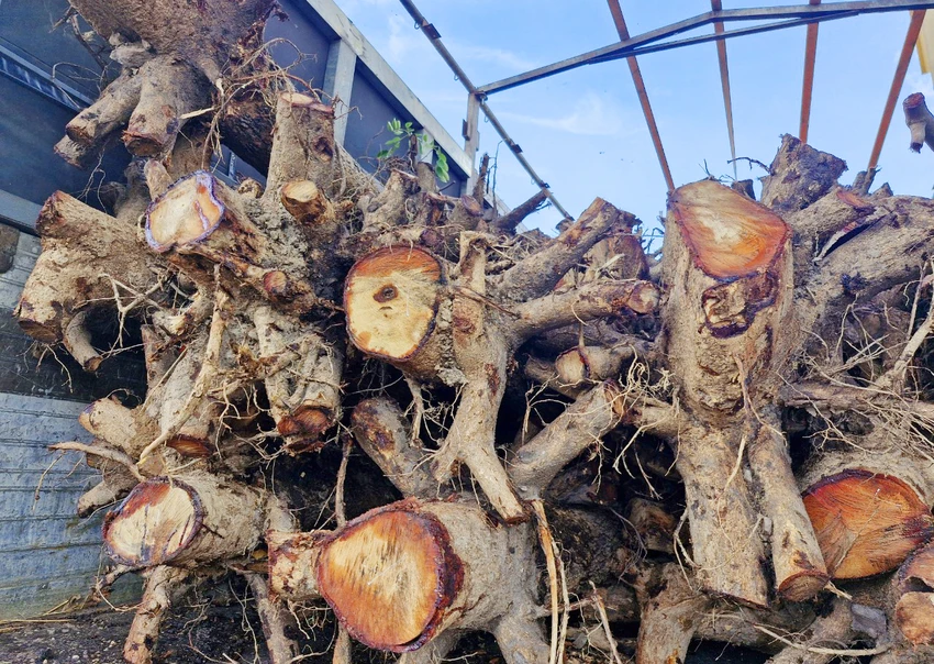 Phát hiện 100 gcây gỗ giáng hương không rõ nguồn gốc
