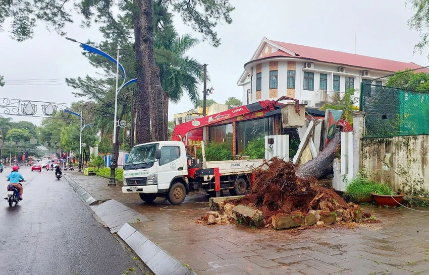 Cây cổ thụ ngã đè quán cà phê ở TP Pleiku Gia Lai