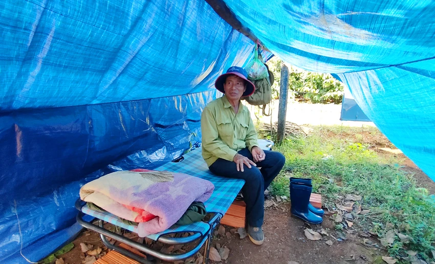 Giá cà phê tăng cao, nông dân Gia Lai lo lắng vì trộm lộng hành
