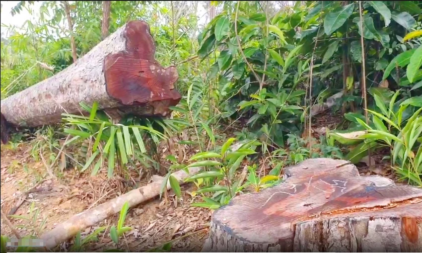 UBND-tỉnh-Gia-Lai-chi-dao-lam-ro-pha-rung-trai-phep-3.jpg