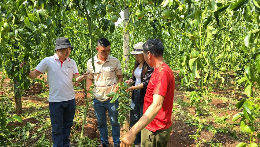 Chat-pha-vuon-chanh-day-Gia-lai-8.jpg