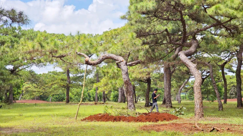Rung-thong-du-an-san-golf-Dak-Doa-bi-ke-gian-xam-hai-bo-bau-7.jpg