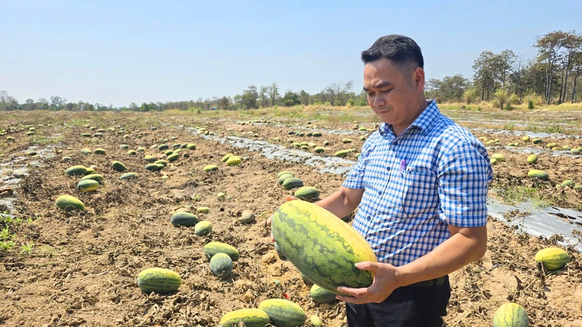 Dua-hau-vut-day-dong-du-dat-coc-tien-o-Gia-Lai-8.jpg