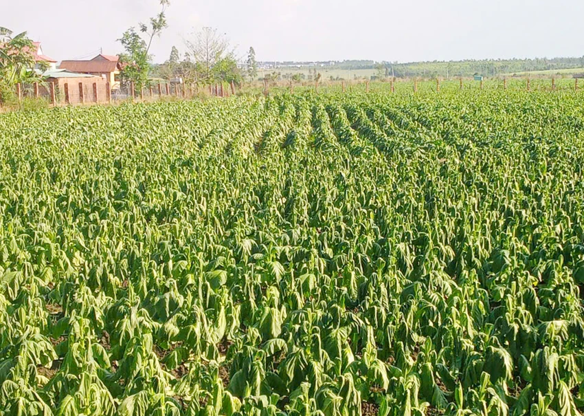Mua-lon-khien-thuoc-la-bi-ngap-heo-ru-o-Gia-Lai-1.jpg