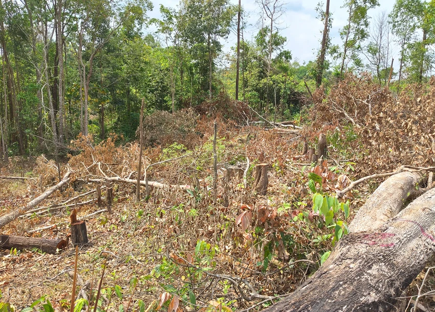 Rừng tại lô 7, khoảnh 2 tiểu khu 930, thuộc lâm phần Ban Quản lý rừng phòng hộ Ia Púch bị phá. Pha-rung-bien-gioi-Gia-Lai-1.jpg