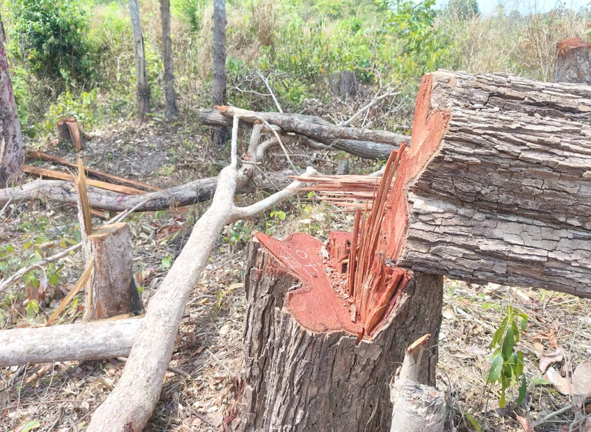 Nhiều cây gỗ to bị cưa hạ. Pha-rung-bien-gioi-Gia-Lai-2.jpg