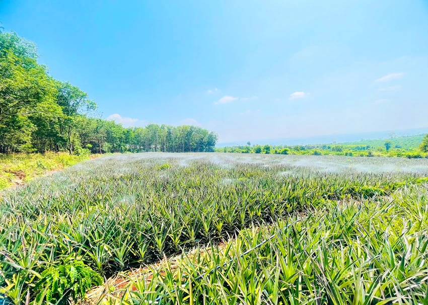 Mo-hinh-tuoi-tiet-kiem-trong-thoi-bao-gia-xang-dau-Gia-Lai-5.jpg