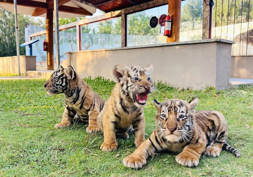 Cong-vien-dong-vat-hoang-da-FLC-Safari-Quy-Nhon-co-3-ho-con-moi-sinh-4.jpg