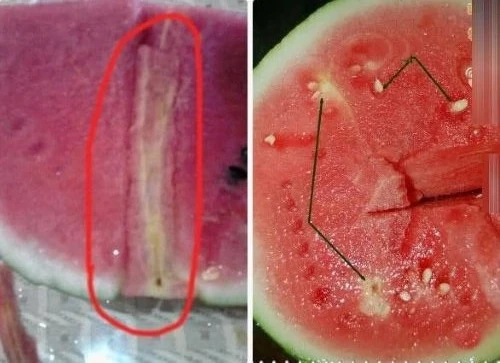 Ăn dưa hấu bị tiêm thuốc dễ gây ngộ độc, đột biến gen ảnh 2 Ăn dưa hấu bị tiêm thuốc dễ gây ngộ độc, đột biến gen ảnh 2