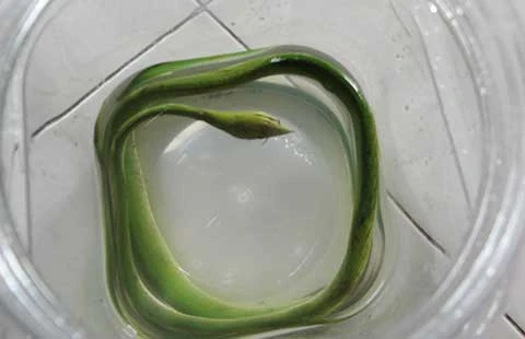 Sài Gòn xuất hiện nhiều rắn ảnh 2 Sài Gòn xuất hiện nhiều rắn ảnh 2