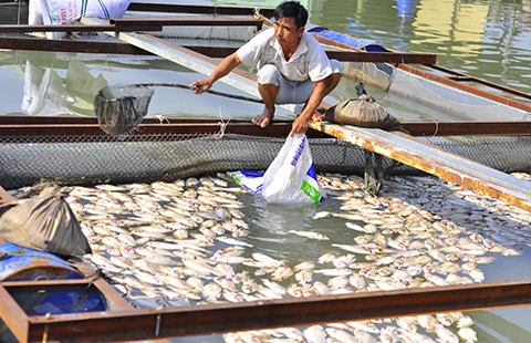 Nước mắt làng cá bè trên sông Đồng Nai ảnh 3