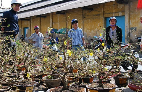 Xuân đến sớm dọc bến Bình Đông ảnh 2 Xuân đến sớm dọc bến Bình Đông ảnh 2