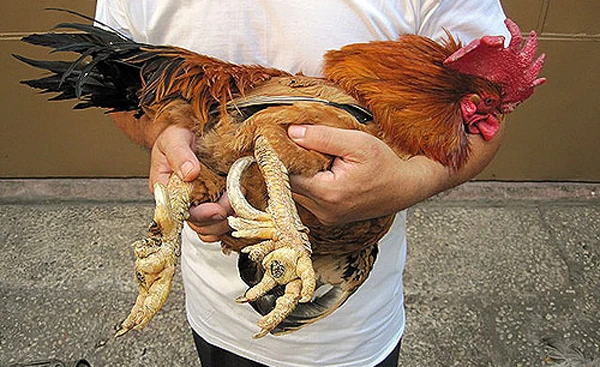 'Vũ nữ chân dài', gà chín cựa... hút khách Sài Gòn ảnh 4