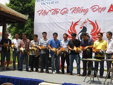 Dân chơi Sài Gòn chăm gà để thi hoa vương ảnh 2 Dân chơi Sài Gòn chăm gà để thi hoa vương ảnh 2