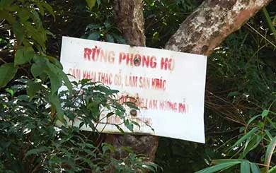 Vụ phá rừng để nuôi bò: Sẽ báo cáo Thủ tướng ảnh 2 Vụ phá rừng để nuôi bò: Sẽ báo cáo Thủ tướng ảnh 2