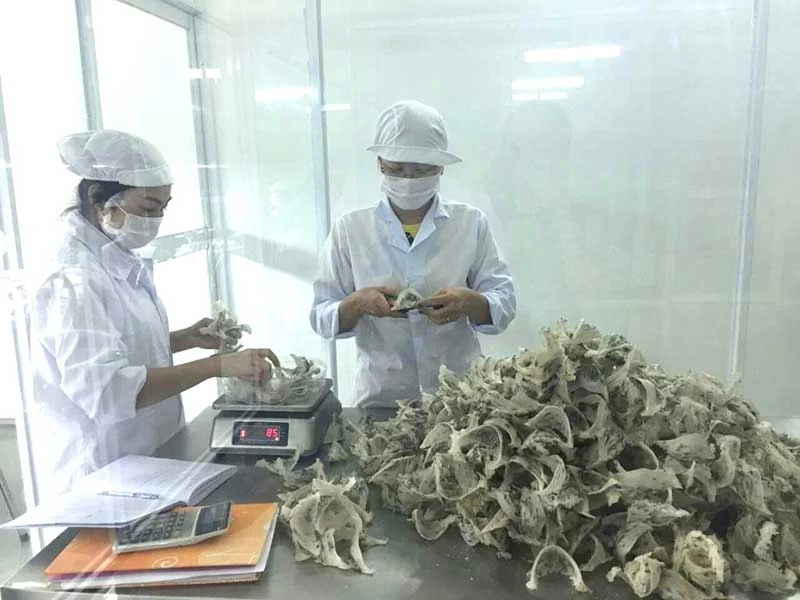 Việt Nam bỏ quên đặc sản yến sào ‘tiến vua’ ảnh 2 Việt Nam bỏ quên đặc sản yến sào ‘tiến vua’ ảnh 2