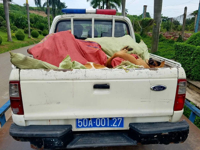 TP.HCM: Nhiều nhóm trộm chó ở Bình Tân ảnh 2 TP.HCM: Nhiều nhóm trộm chó ở Bình Tân ảnh 2
