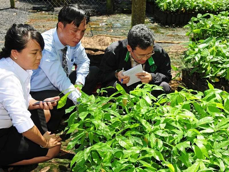 ‘Ông trùm’ ca cao: Có lúc tôi muốn buông xuôi, dẹp hết ảnh 2 ‘Ông trùm’ ca cao: Có lúc tôi muốn buông xuôi, dẹp hết ảnh 2