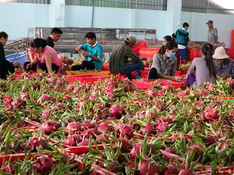 Tìm thị trường mới cho nông sản Việt ảnh 2 Tìm thị trường mới cho nông sản Việt ảnh 2