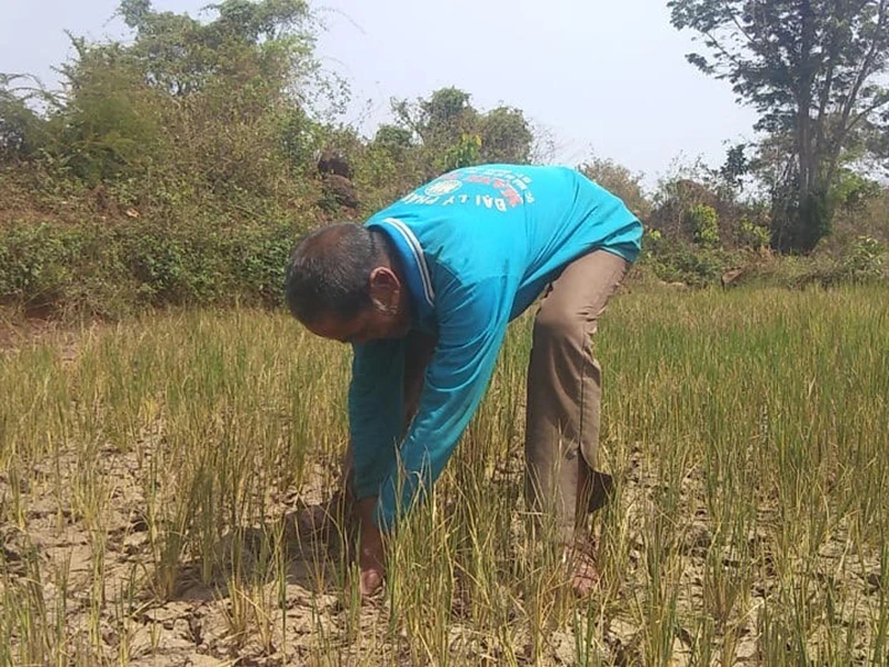 Nông dân mỏi mắt tìm nước tưới trong mùa khô ảnh 2 Nông dân mỏi mắt tìm nước tưới trong mùa khô ảnh 2