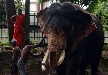 Voi con Sri Lanka