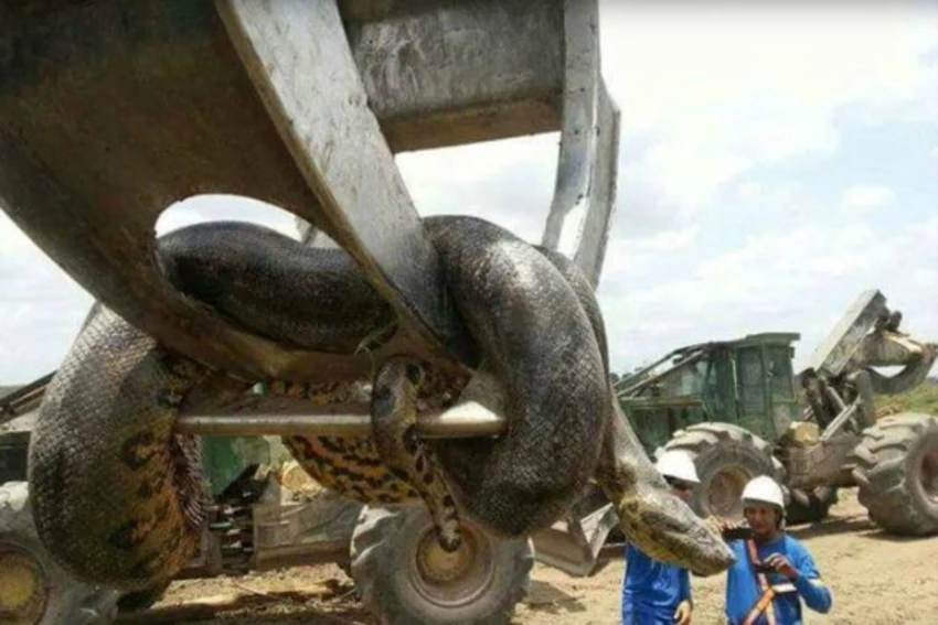 Trăn khổng lồ 10 mét khiến công nhân Brazil khiếp vía