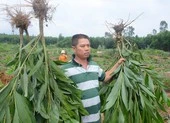 Dân phản ứng vì chính quyền nhổ keo mà không thông báo