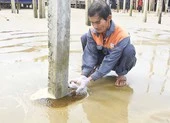 Quảng Ngãi: Nước biển chuyển màu bất thường