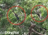 Phát hiện đàn chim cổ rắn quý hiếm tại Đồng Nai