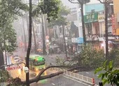 Cây dầu bật gốc, đè người ở đường Nguyễn Tri Phương