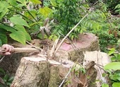 Khởi tố 5 cán bộ vụ mở đường phá rừng 