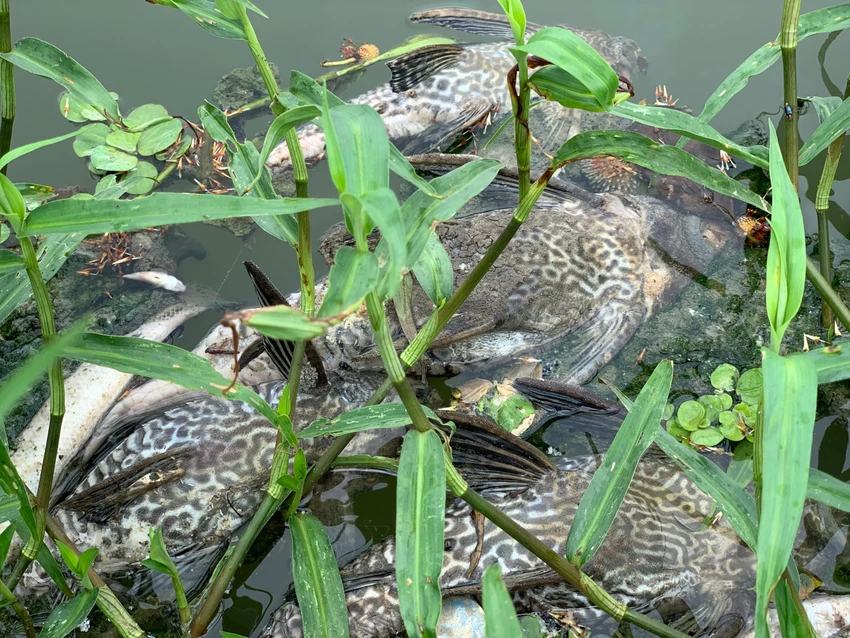 Cá chết nổi trên mặt nước.