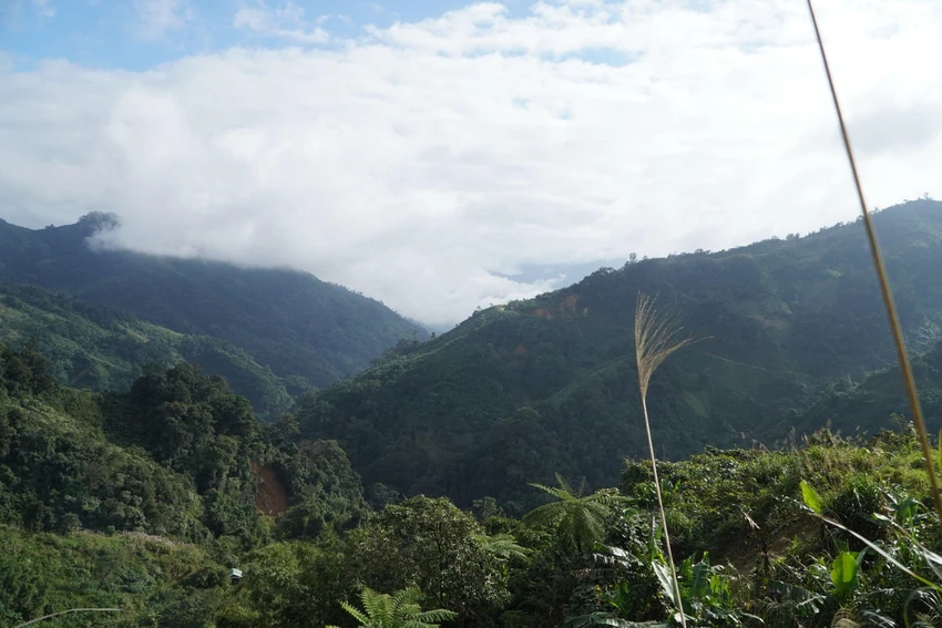 Quảng Nam xin chuyển 25,17 ha rừng tự nhiên để làm đường đến vùng phát triển Sâm Ngọc Linh. Ảnh: TN Quảng Nam xin chuyển 25,17 ha rừng tự nhiên để làm đường đến vùng phát triển Sâm Ngọc Linh. Ảnh: TN