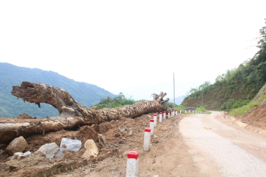 Bộ NN&amp;PTNT cho rằng hồ sơ Dự án đường giao thông đến vùng phát triển Sâm Ngọc Linh, tuyến Măng Lùng – Đăk Lây không đủ điều kiện thẩm định.