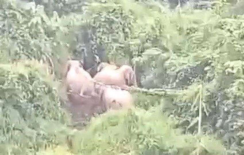 Năm cá thể voi này mập mạp, khoẻ mạnh hơn trước. Ảnh: TN Năm cá thể voi này mập mạp, khoẻ mạnh hơn trước. Ảnh: TN