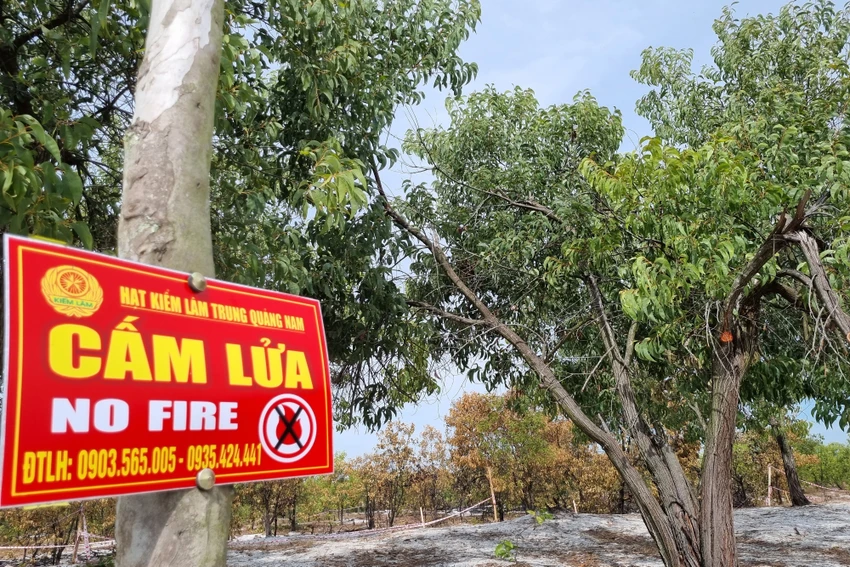 Kiểm lâm gắn biển cấm lửa ngay sát khu vực diễn tập. Ảnh: THANH NHẬT Kiểm lâm gắn biển cấm lửa ngay sát khu vực diễn tập. Ảnh: THANH NHẬT