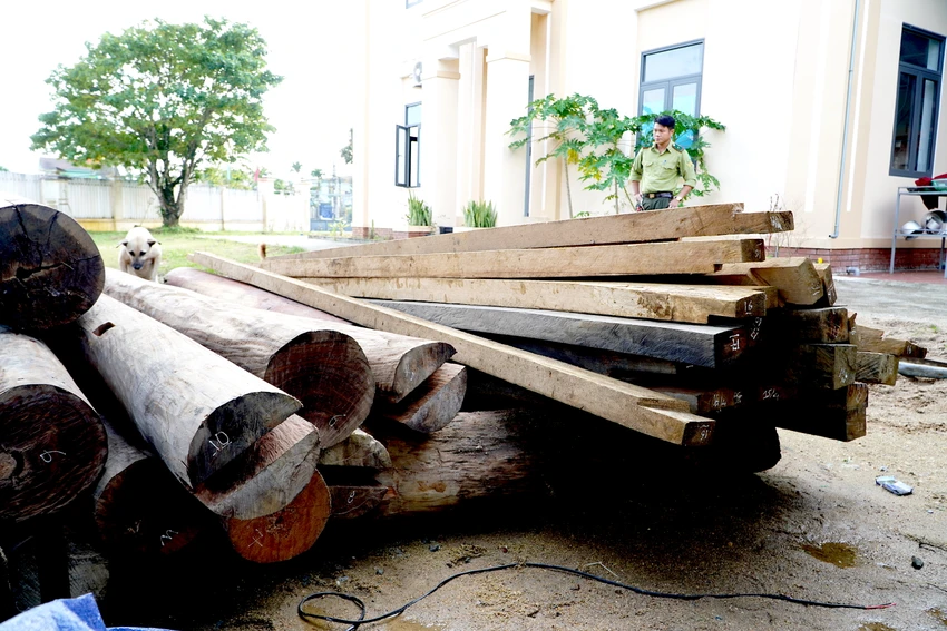Gỗ chưa rõ nguồn gốc trên đất của Trưởng phòng Nội vụ huyện Phước Sơn.