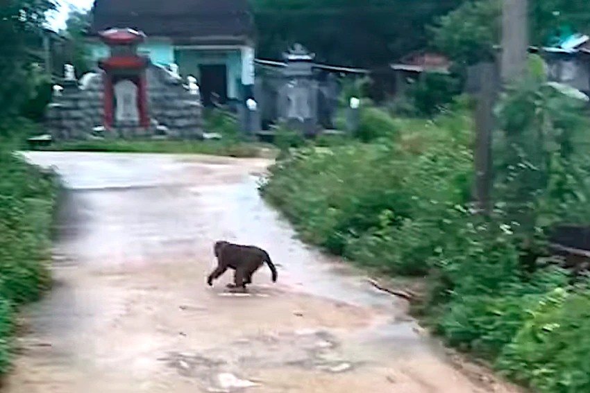 Khỉ điên tấn công