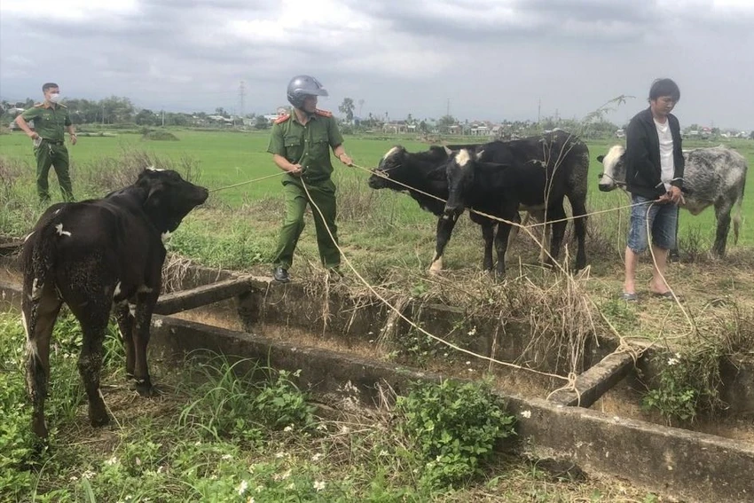 Tài thuê xe tải từ TP Đà Nẵng vào Quảng Nam trộm 7 con bò của người dân đang nhốt trong chuồng. Ảnh: CA