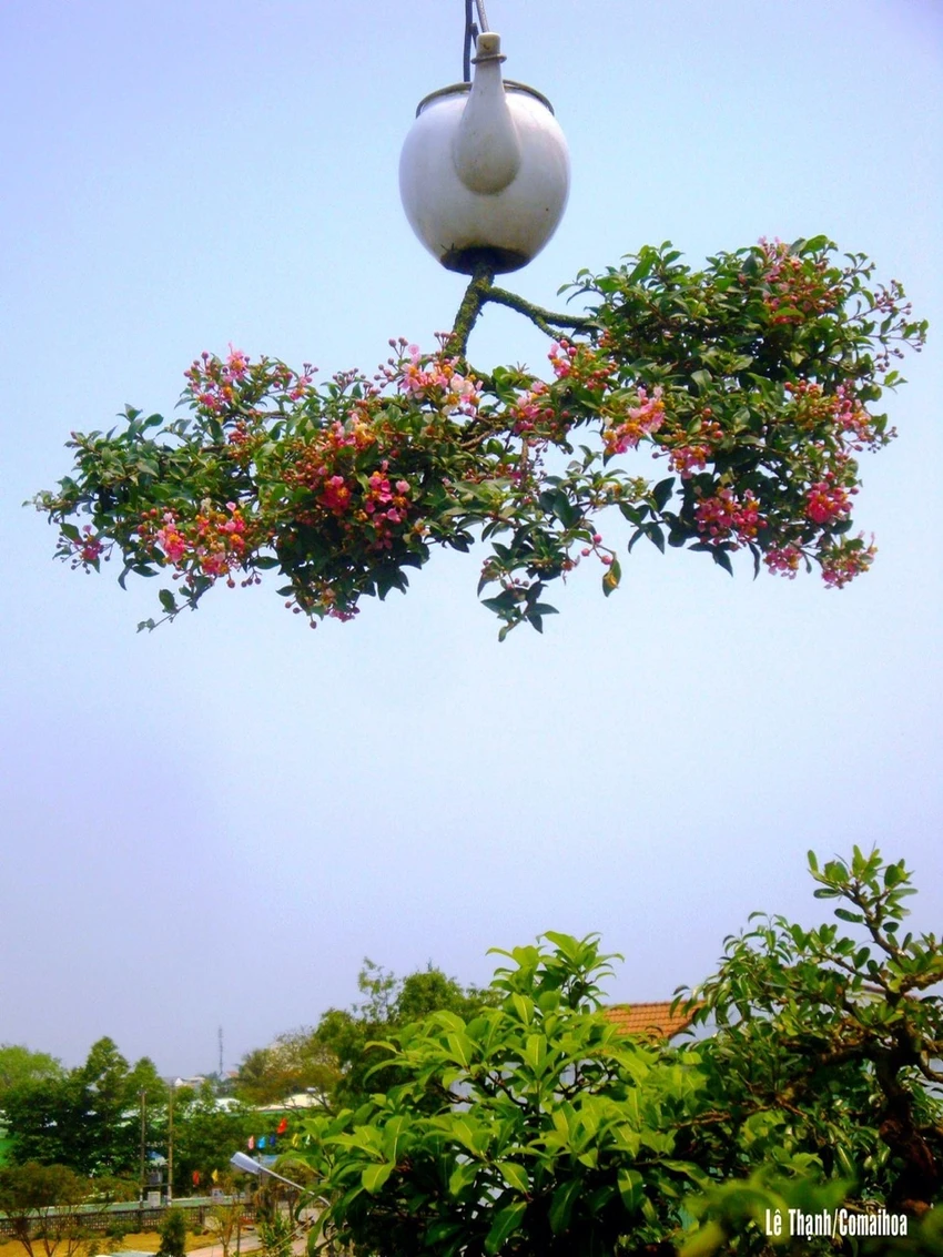 di-nhan-xu-Quang-voi-gian-bonsai-nguoc-nuc-tieng-45.jpeg